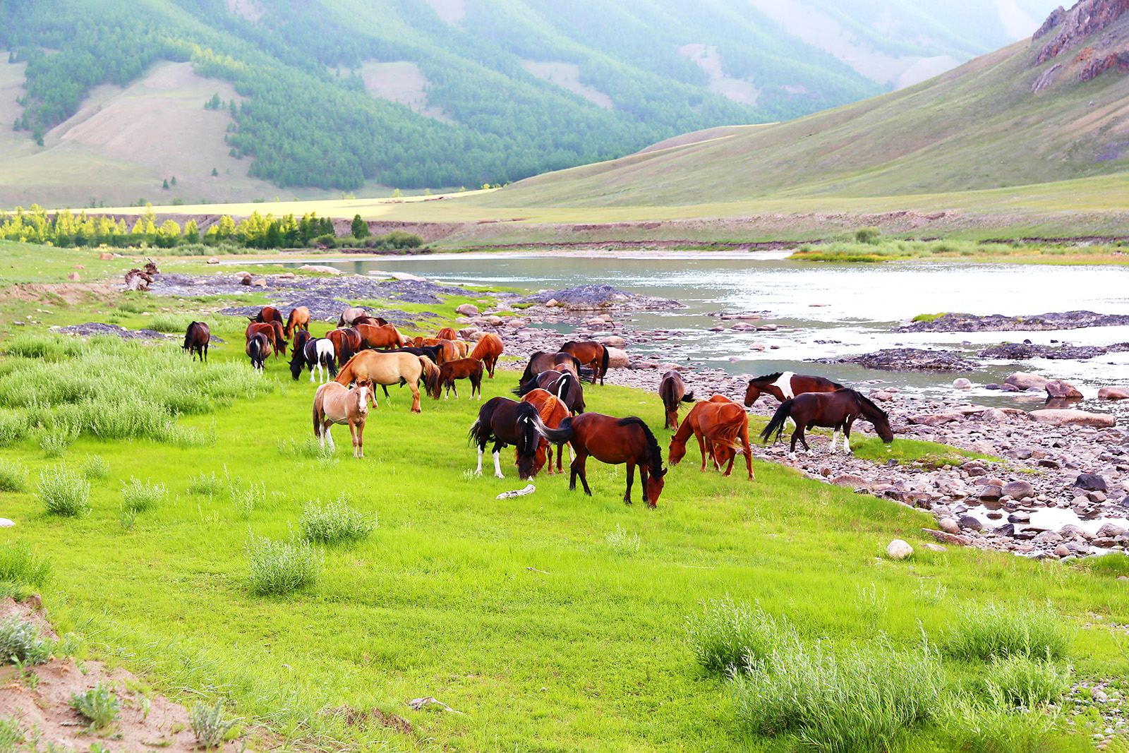 Wędkarstwo, Mongolia