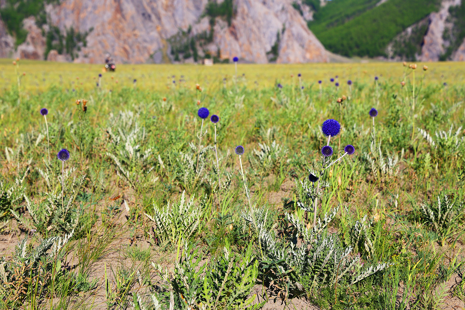 Wędkarstwo, Mongolia